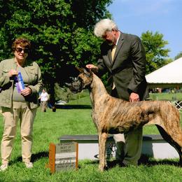 Great Dane and Portuguese Podengo Pequeno All Grown Up from GrinerDanes