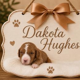 Dakota Hughes - Apricot male Goldendoodle puppy in Valdosta, Georgia from Designer Doodles of South GA