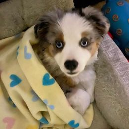 Australian Shepherds from Duffy's Mini Aussies