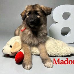 Madonna - Black and tan female Shiloh Shepherd puppy in Lancaster, Ohio from Brick Chapel Shilohs