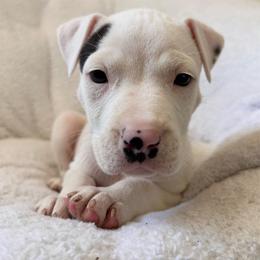 Lady - Black female American Pit Bull Terrier puppy in Frederick, Maryland from •Wyngate Pits•