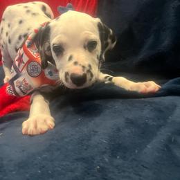 Cookie Cake - White and black male Dalmatian puppy in Austin, Texas from Dazzling Dalz