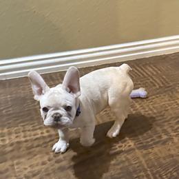 French Bulldog Puppies from Mathew Household Frenchies
