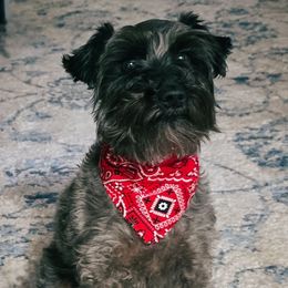 Phoebe - Miniature Schnauzer