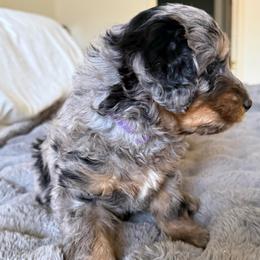 Violet - Blue merle female Bernedoodle puppy in Tulsa, Oklahoma from Magnolia Blossom Bernedoodles