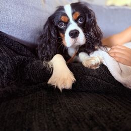 Legend - Cavalier King Charles Spaniel