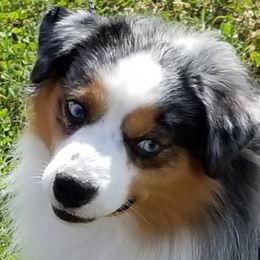 Kelly - Miniature American Shepherd