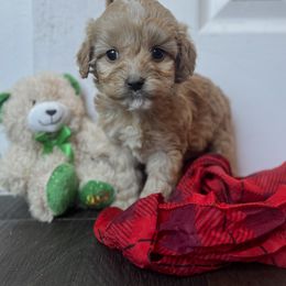 Cockapoo Puppies from East St. Poodles & Doodles
