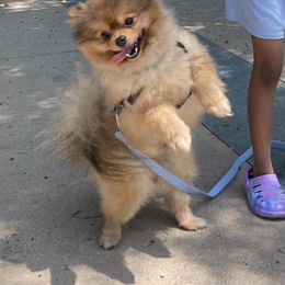Jupiter - Orange sable male Pomeranian puppy in Los Angeles, California from Lucky Poms of LA