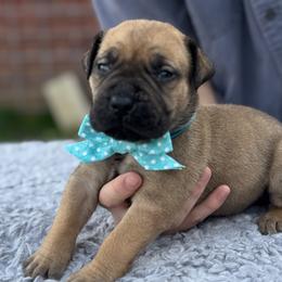 Teal Collar Male - Fawn male Boerboel puppy in Bon Aqua, Tennessee from Erickson Ranch Boerboels