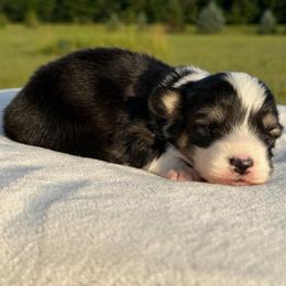 Dandelion - Black and tan female Pembroke Welsh Corgi puppy in Fairchild, Wisconsin from Reigning Corgis