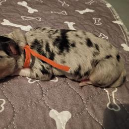 Jasper (orange) - Blue merle male Australian Shepherd puppy in Okeechobee, Florida from Rothsolid Puppies