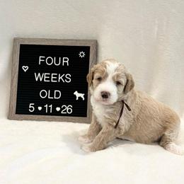 Nigel - Yellow and white male Bernedoodle puppy in Sparrows Point, Maryland from Rosie’s Puppies