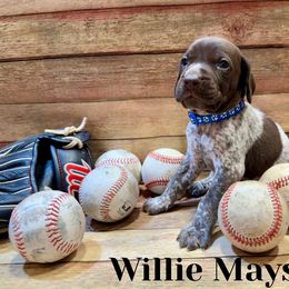 German Shorthaired Pointer Puppies from Upland Points Gun Dogs