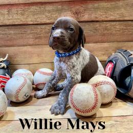 German Shorthaired Pointer Puppies from Upland Points Gun Dogs