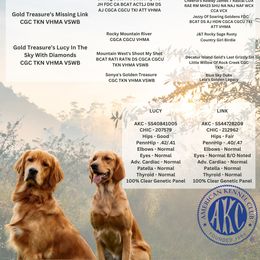 Golden Retriever puppies from Gold Treasure Retrievers