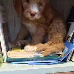 Lucy (Honey) - Apricot female Goldendoodle puppy in Jackson, Tennessee from Greenhouse Goldendoodles