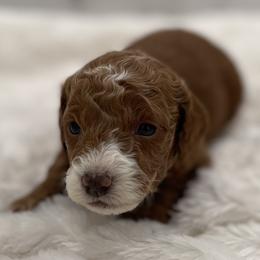 Teddy - Red  male Goldendoodle puppy in Kansas City, Kansas from Bella & Ivy’s Mini Goldendoodles of KC