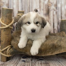 Purple Collar (Akron) - White Great Pyrenees puppy in Colorado from EverestSnow Pyrenees