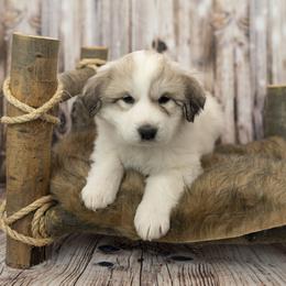 Purple Collar (Akron) - White Great Pyrenees puppy in Colorado from EverestSnow Pyrenees