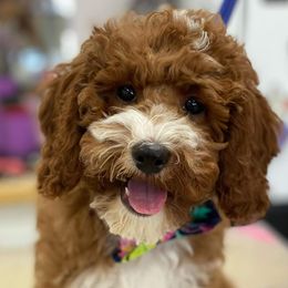 Bernedoodles, Goldendoodles, and Poodles from Good Dog Doodles