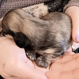 Shaded Cream Male - Cream male Dachshund puppy in Howell, Michigan from Em-Me's Royal 'n Loyal Dachshunds