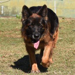 Envyy - German Shepherd