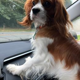 Boy 1 - Blenheim male Cavalier King Charles Spaniel puppy in Columbus Ga, Georgia from Sweet Southern Cavaliers and Chihuahuas
