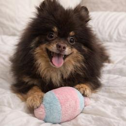 Theo AKC Chocolate and Tan Pup - Chocolate and tan male Pomeranian puppy in Hand Place, Idaho from Idahoan Poms