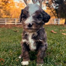 Holly - Blue merle female Bernedoodle puppy in Temecula, California from Country Hills Doodles