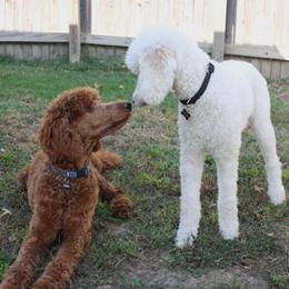 Cockapoos and Poodles from Auburn Standard Cockapoos