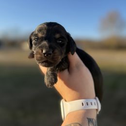 Claus - Black and cream male Dachshund puppy in Mc Alester, Ok, Oklahoma from New Hope Miniature Dachshunds