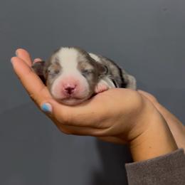 Reef - Blue merle female Miniature Australian Shepherd puppy in Lakeport, California from Akins Aussies/Wild Rose Ranch