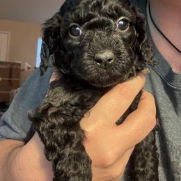 Bernedoodle, Cavapoo, and Poodle Puppies from Liberty Farms Puppies