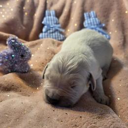 Sunday boy 1 - Light golden male Golden Retriever puppy in Niles, Michigan from Family Raised Goldens
