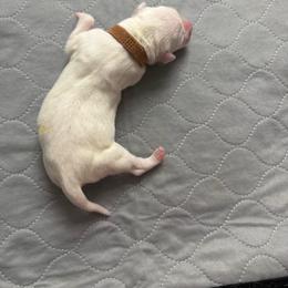 Adele - White and black female Dalmatian puppy in San Antonio, Texas from Salermo’s farm