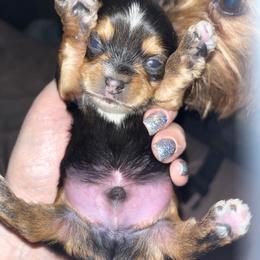 Little bit - Black and gold male Yorkshire Terrier puppy in Laughlin, Nevada from Dani’s Yorkie’s