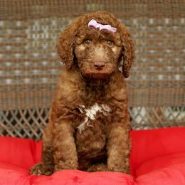 Australian Labradoodle, Bernedoodle, and Goldendoodle Puppies from Golden Fields Doodles