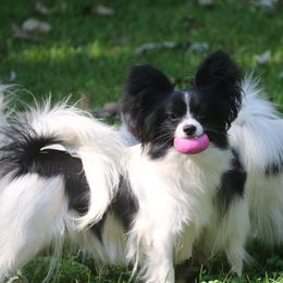 Gina - Papillon