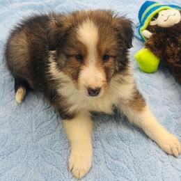 Boy 4 - Sable and white male Shetland Sheepdog puppy in Pensacola, Florida from Nancy Barger's Siberian Huskies