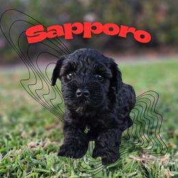 Sapporo - Black male Miniature Schnauzer puppy in Vista, California from Olympus Schnauzers