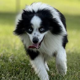 Hendrix - Toy Australian Shepherd