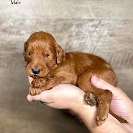 Knox - Red  male Goldendoodle puppy in Abilene, Texas from Mesquite Kennels
