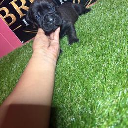 Purple girl - Black brindle female Cane Corso puppy in Saluda, South Carolina from Brooks Imperial Corso