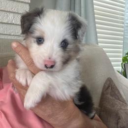 Baby girl 3 - Blue merle female Toy Australian Shepherd puppy in Nickelsville, Virginia from Pecan Creek