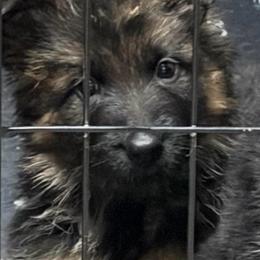 Boy 1 - Black and red male German Shepherd puppy in Valley Springs, South Dakota from Von Pasch German Shepherds