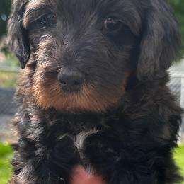 Colorado Boy - Merle male Bernedoodle puppy in Horseshoe Bend, Idaho from Over the Moon Poodles and Doodles