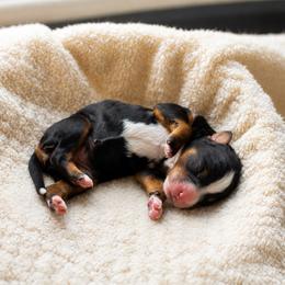 Beau - Tri-color male Bernedoodle puppy in Narvon, Pennsylvania from CBKB Bernedoodle’s