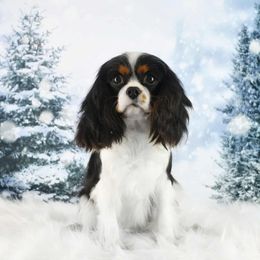 Inga - Cavalier King Charles Spaniel