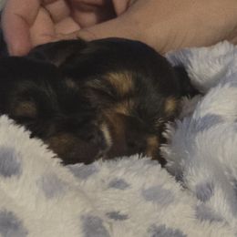 Yorkshire Terriers from Royal Riff Yorkies